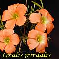 Oxalis pardalis, Bill Dijk
