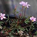 Oxalis pardalis MV7632, Mary Sue Ittner [Shift+click to enlarge, Click to go to wiki entry]