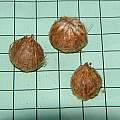 Oxalis perdicaria bulbs, Oxalis lobata form, Mary Sue Ittner