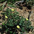 Oxalis pes-caprae, Brackenfell, Mary Sue Ittner