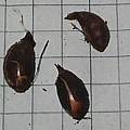 Oxalis primuloides bulb, Christiaan van Schalkwyk