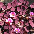 Oxalis purpurea 'Garnet', Bob Rutemoeller
