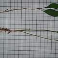 Oxalis seedlings, Christiaan van Schalkwyk