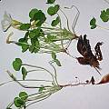 Oxalis sonderiana var. alba, Christiaan van Schalkwyk [Shift+click to enlarge, Click to go to wiki entry]