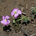 Oxalis sp., Gaika's Kop, Mary Sue Ittner [Shift+click to enlarge, Click to go to wiki entry]