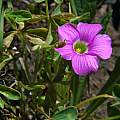 Oxalis sp., Gaika's Kop, Mary Sue Ittner
