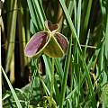 Oxalis sp., Maclear, Mary Sue Ittner