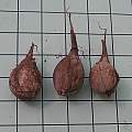 Oxalis stenorrhyncha bulbs, Mary Sue Ittner