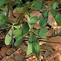 Oxalis tetraphylla, UCBG, Nhu Nguyen