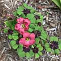 Oxalis tetraphylla 'Iron Cross', Nicholas Plummer