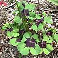 Oxalis tetraphylla 'Iron Cross', Nicholas Plummer
