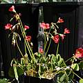 Oxalis tetraphylla 'Reverse Iron Cross', Nhu Nguyen