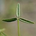Oxalis tortuosa, leaf, Nhu Nguyen