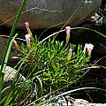 Oxalis versicolor, near Tulbagh, Mary Sue Ittner
