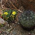 Oxalis sp with cactus, Eugene Zielinski
