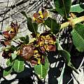 Pachycarpus concolor, Mary Sue Ittner
