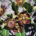 Pachycarpus concolor, Mary Sue Ittner