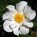 Paeonia lactiflora 'Krinkled White', taken May 2007 by Jay Yourch