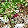 Paeonia delavayi in habitat, Oron Peri