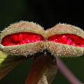 Paeonia mascula, Mary Sue Ittner