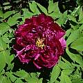 Paeonia suffruticosa, Jay Yourch