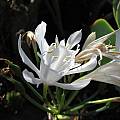 Pancratium canariense, Nhu Nguyen