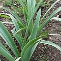Pancratium canariense La Gomera leaves, Angelo Porcelli