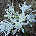 Pancratium foetidum, Angelo Porcelli