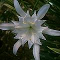 Pancratium maritimum, Angelo Porcelli
