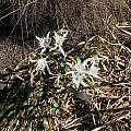Pancratium maritimum, Nhu Nguyen