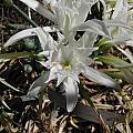 Pancratium maritimum, Nhu Nguyen
