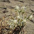 Pancratium maritimum, Antigoni Rentzeperis