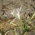 Pancratium maritimum, Antigoni Rentzeperis