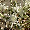 Pancratium maritimum, Antigoni Rentzeperis