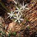Vagaria parviflora, syn. Pancratium parviflorum, Gideon Pisanty