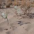Pancratium sickenbergeri community in the desert, Gideon Pisanty