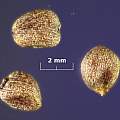 Paris quadrifolia seed, David Pilling
