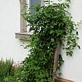 Passiflora incarnata, mature plant on south-facing wall, Martin Bohnet