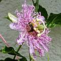 Passiflora incarnata, bumblebee pollinating, Martin Bohnet