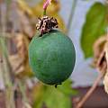 Passiflora incarnata, Fruit, not mature, Martin Bohnet