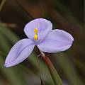 Patersonia sp., Walpole, Bob Rutemoeller
