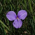 Patersonia sp. William Bay, Mary Sue Ittner