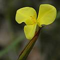 Patersonia umbrosa var. xanthina, Bob Rutemoeller