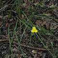 Patersonia umbrosa var. xanthina, Mary Sue Ittner