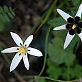 Pauridia capensis × Paurdia aquatica?, Lions Head, Mary Sue Ittner Pauridia capensis × Paurdia aquatica?, Lions Head, Mary Sue Ittner