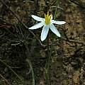 was Spiloxene serrata, now Pauridia serrata ssp. albiflora, Nieuwoudtville, Mary Sue Ittner
