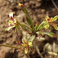 Pelargonium aciculatum, Gigi Laidler, iNaturalist, CC BY-NC