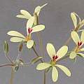 Pelargonium species aff. aestivale, David Victor