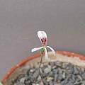 Pelargonium species aff. reflexum, David Victor