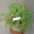 Pelargonium appendiculatum, David Victor